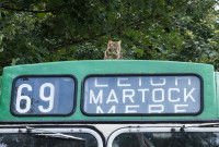 Un chat assis sur le toit d'un bus anglais ancien de couleur verte