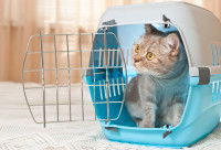 Un chat Tabby dans une cage de transport ouverte