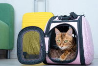 Un chat Bengal dans un sac de transport