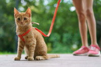 Un chat roux assis, portant un harnais pour chat