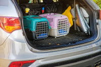 Deux chats voyageant dans deux cages de transport distinctes, installées dans le coffre d'une voiture
