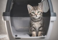 Un chaton gris assis dans une cage de transport