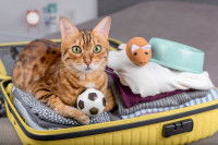 Un chat allongé dans une valise avec divers accessoires (gamelle, balle, jouet)