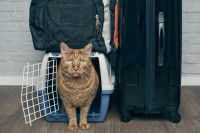 Un chat sortant d'une cage de transport pour chats