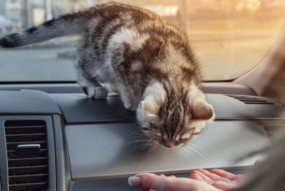 Long trajet en voiture : assurer le bien-être de son chat
