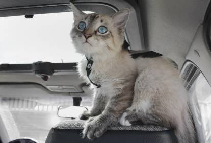 Transport chat voiture : nos conseils pour un voyage zen - WanimoVeto