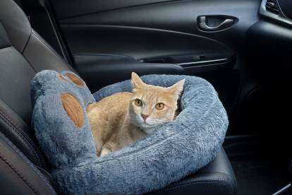Voyager en voiture avec son chat