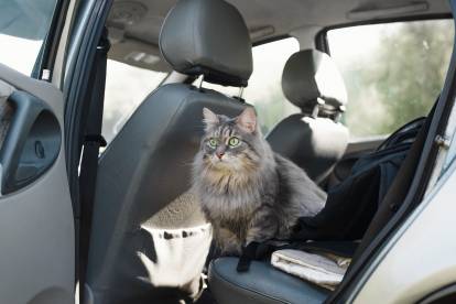 Comment voyager avec un chat en voiture ? - Médor et Compagnie®