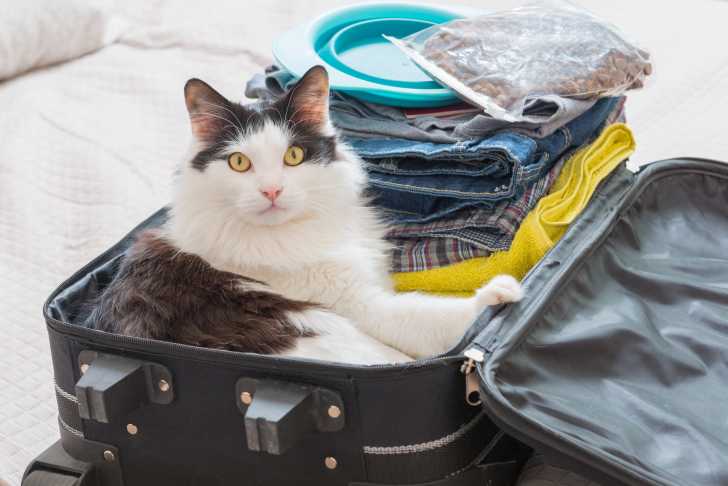 Voyager Avec Son Chat A L Etranger Regles Pays Par Pays