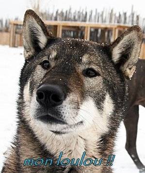 Garou - Shikoku Ken Mâle (2 ans)
