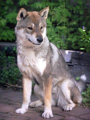Photo Shikoku Ken