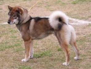 Photo Shikoku Ken