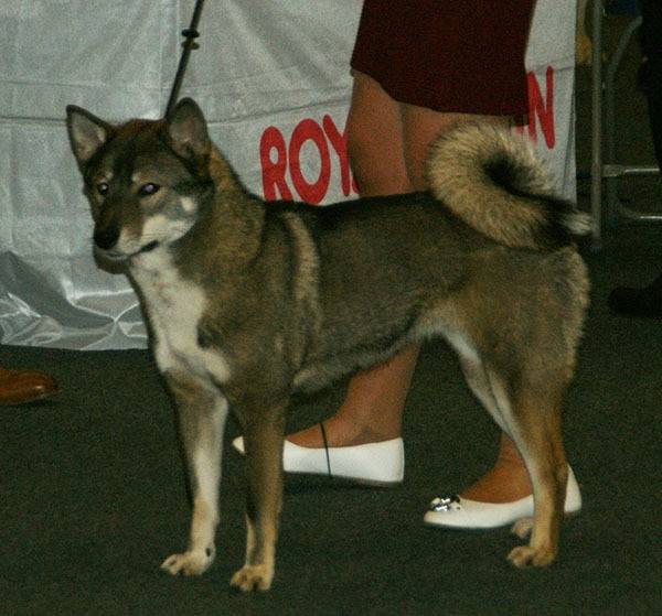 Photo Shikoku Ken