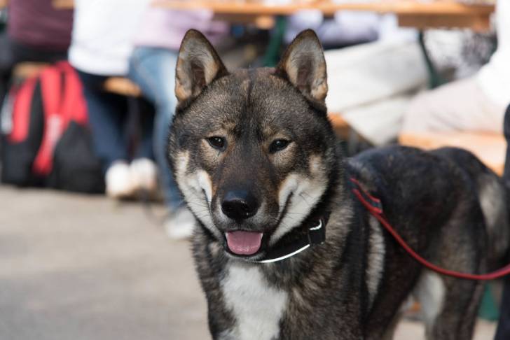 Photo Shikoku Ken