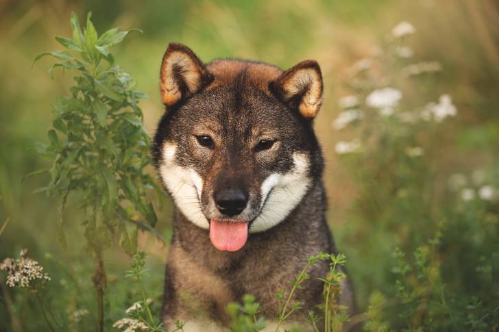 Photo Shikoku Ken