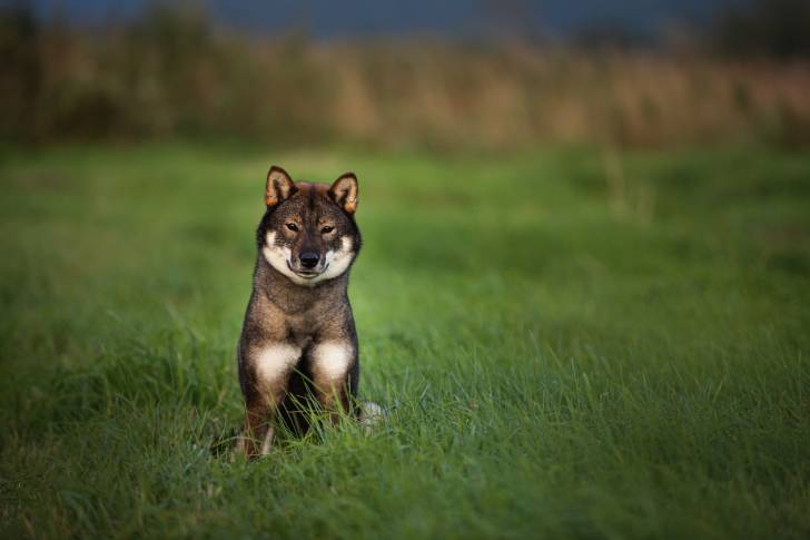 Photo Shikoku Ken