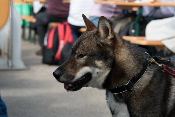 Photo Shikoku Ken