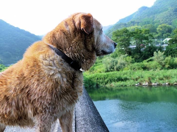 Photo Shikoku Ken