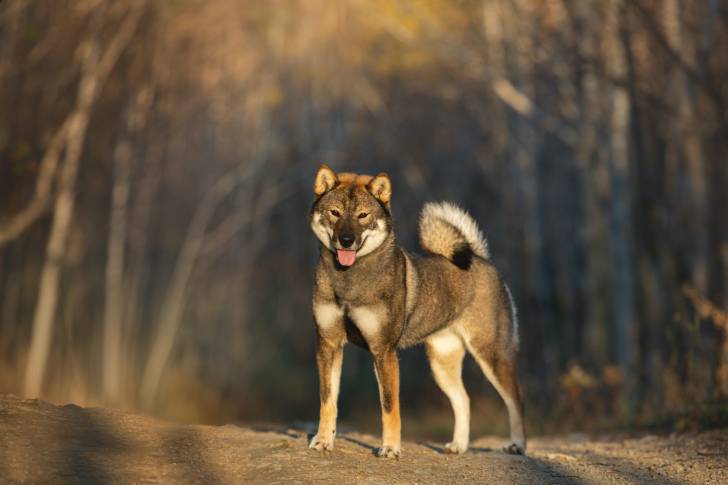 Photo Shikoku Ken