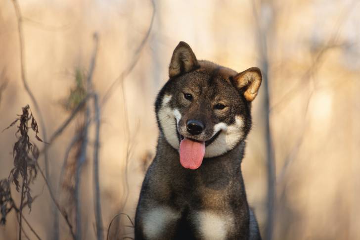 Photo Shikoku Ken