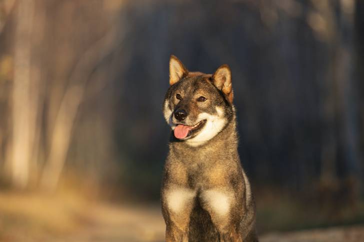 Photo Shikoku Ken