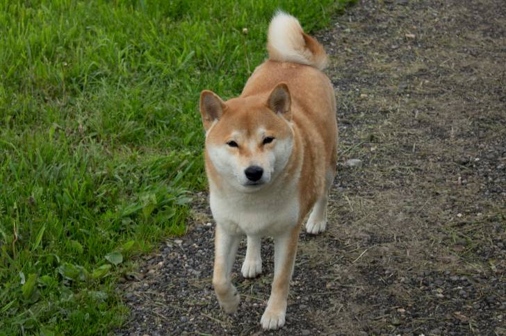 Photo Shikoku Ken