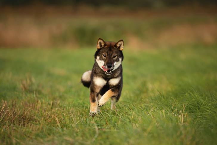Photo Shikoku Ken