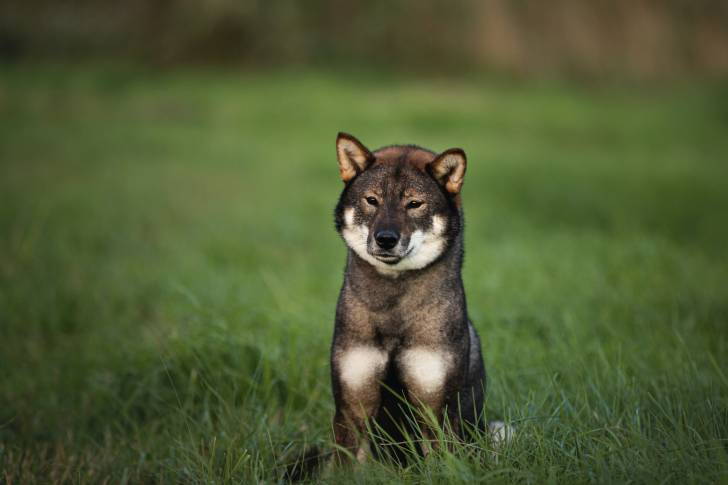 Photo Shikoku Ken
