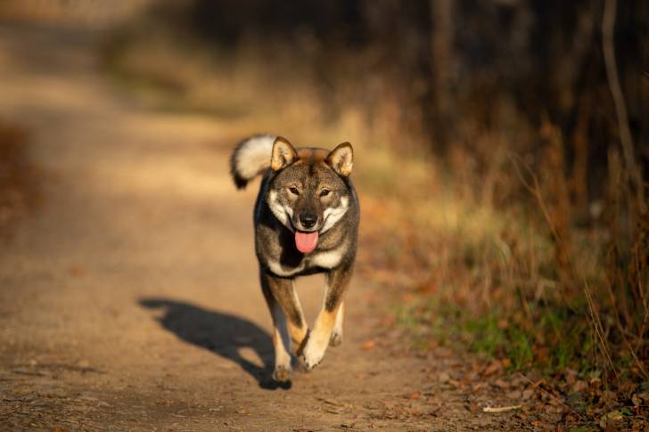 Photo Shikoku Ken
