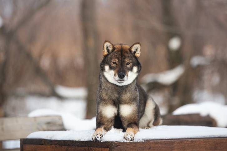 Photo Shikoku Ken