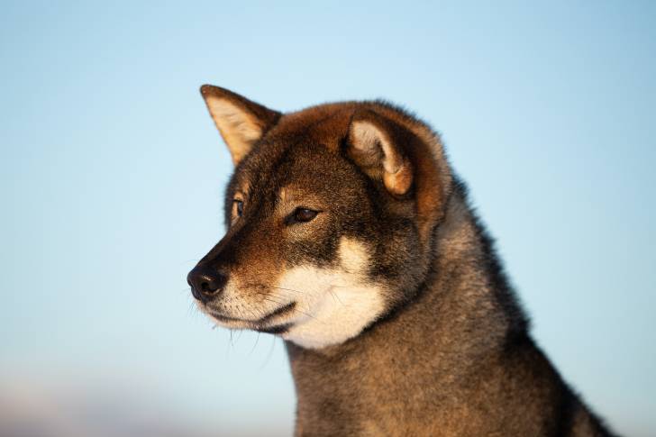 Photo Shikoku Ken