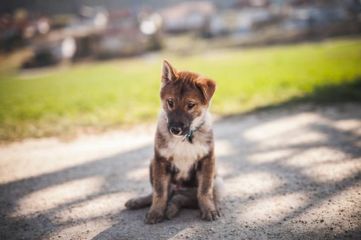 Photo Shikoku Ken