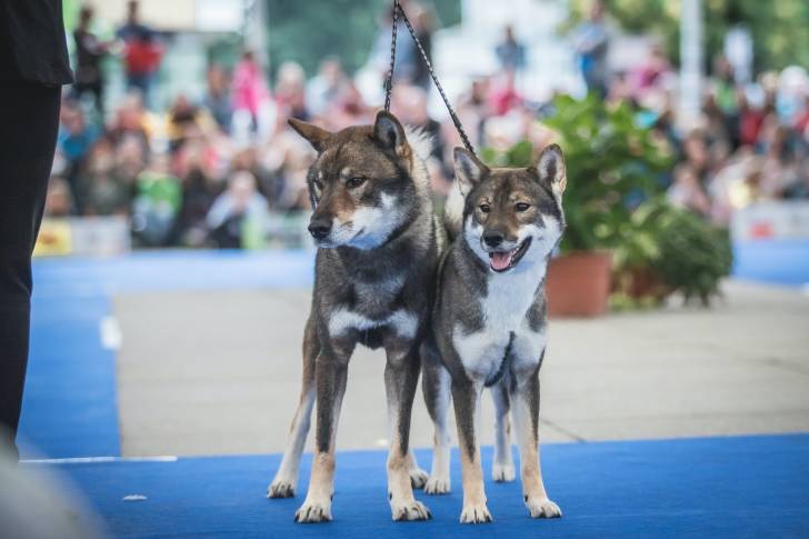 Photo Shikoku Ken