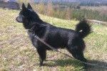 Zippo - Schipperke Mâle (2 ans)