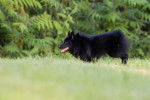 Photo Schipperke