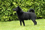 Photo Schipperke