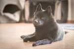 Photo Schipperke