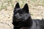 Photo Schipperke