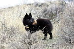 Photo Schipperke