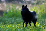 Photo Schipperke