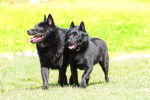 Photo Schipperke