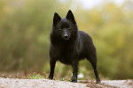 Photo Schipperke