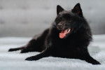 Photo Schipperke
