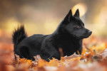 Un jeune Schipperke allongé dans les feuilles d'automne