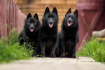 Photo Schipperke
