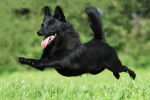 Photo Schipperke