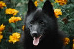 Photo Schipperke