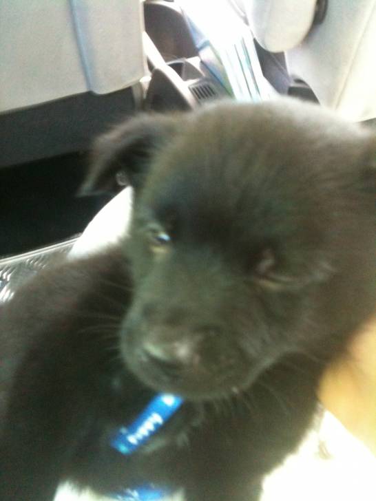 schipperke - Schipperke Mâle (2 mois)