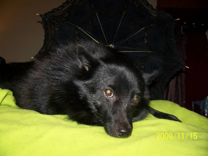 Byron - Schipperke Mâle