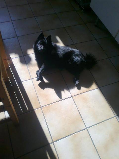 Schipperke Aline - Schipperke